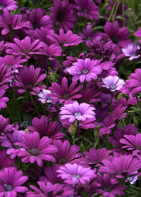 Osteospermum 'Wildside'